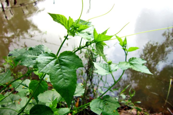 Cây nhãn lồng – Đặc điểm, công dụng, cách dùng các bộ phận