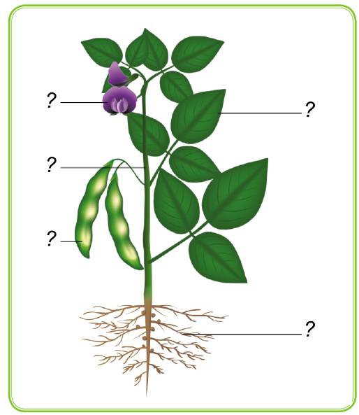 Thân, lá, rễ, hoa và quả của cây đậu tương