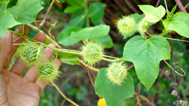 Cây nhãn lồng – Đặc điểm, công dụng, cách dùng các bộ phận