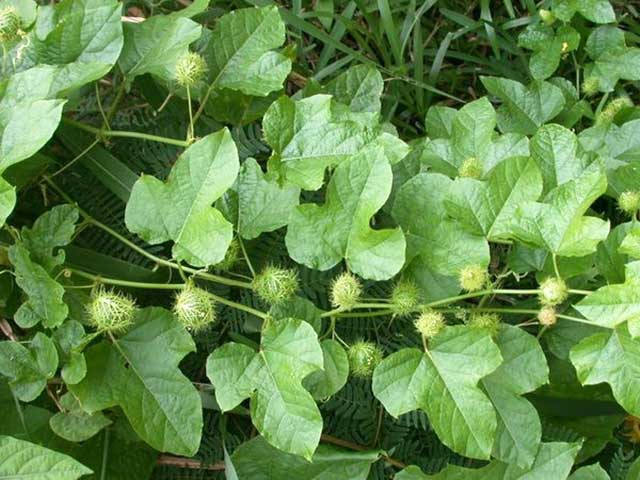 Cây nhãn lồng – Đặc điểm, công dụng, cách dùng các bộ phận