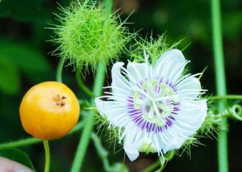 Cây nhãn lồng – Đặc điểm, công dụng, cách dùng các bộ phận