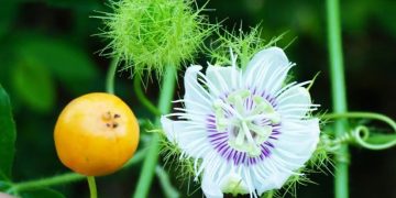 Cây nhãn lồng – Đặc điểm, công dụng, cách dùng các bộ phận