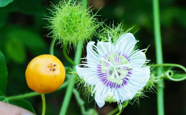 Cây nhãn lồng – Đặc điểm, công dụng, cách dùng các bộ phận