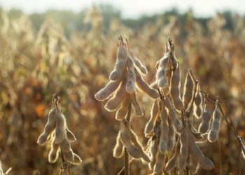 Cây đậu tương – Công dụng, cách dùng và lưu ý khi sử dụng