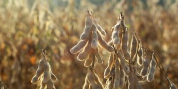 Cây đậu tương – Công dụng, cách dùng và lưu ý khi sử dụng